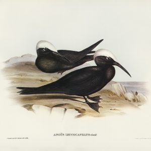 anous leucocapillus (white capped tern)